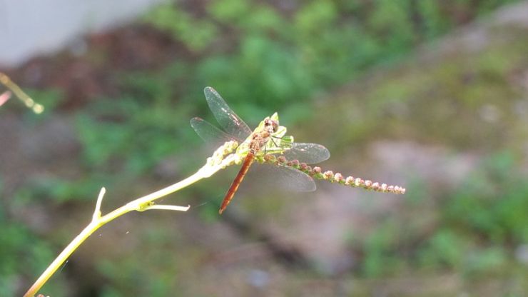 DSCF2102.jpg